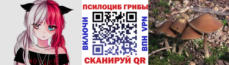 хочу наркоту  Тихорецк  гидра зеркало  Галлюциногенные грибы Magic Shrooms 